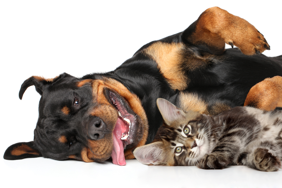 Black and brown large dog lays with tongue out next to multi color cat.