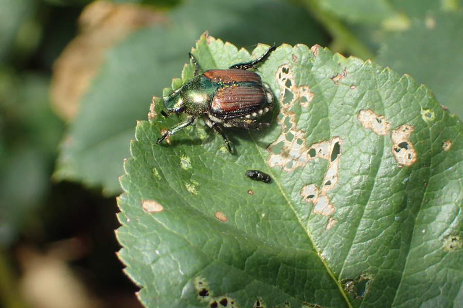 Japanese beetle feeding on green leaf.