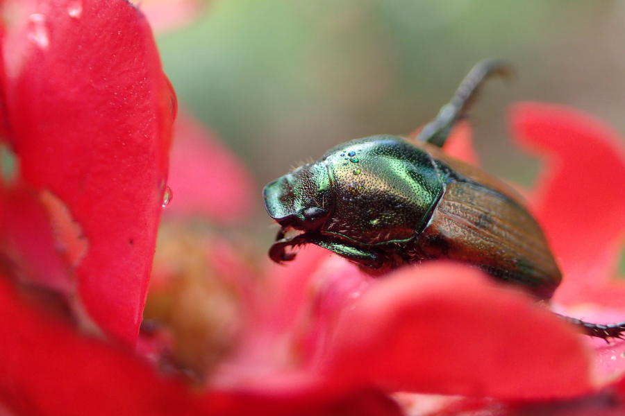 Japanese beetle sits on red rose.