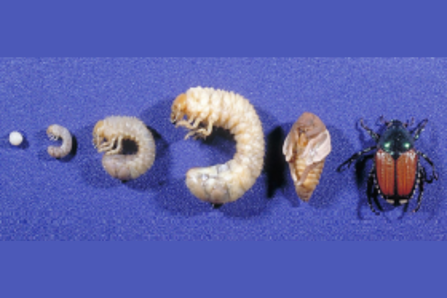Japanese Beetle showed in six different stages of its life cycle on a blue background. From left to right: a tiny white egg, two small off-white C-shaped grubs, an adult beetle appearing in a white film, and an adult Japanese Beetle red/brown on the back with a metallic green head.