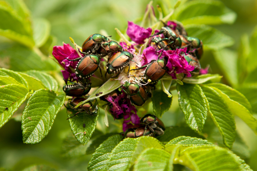 Japanese Beetles devour a flower