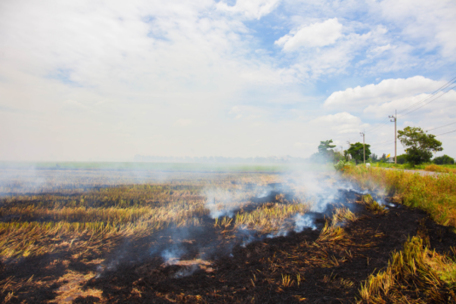 Agricultural burning in a large, open field.