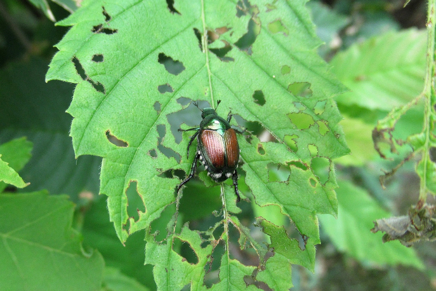Japanese beetle sits on damaged leaf.