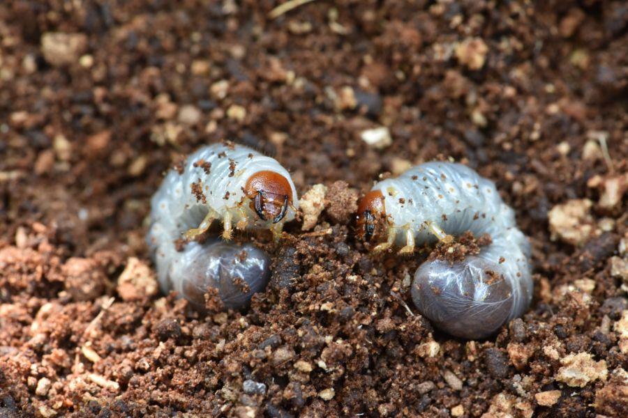 Two Japanese beetle grubs in dirt. 