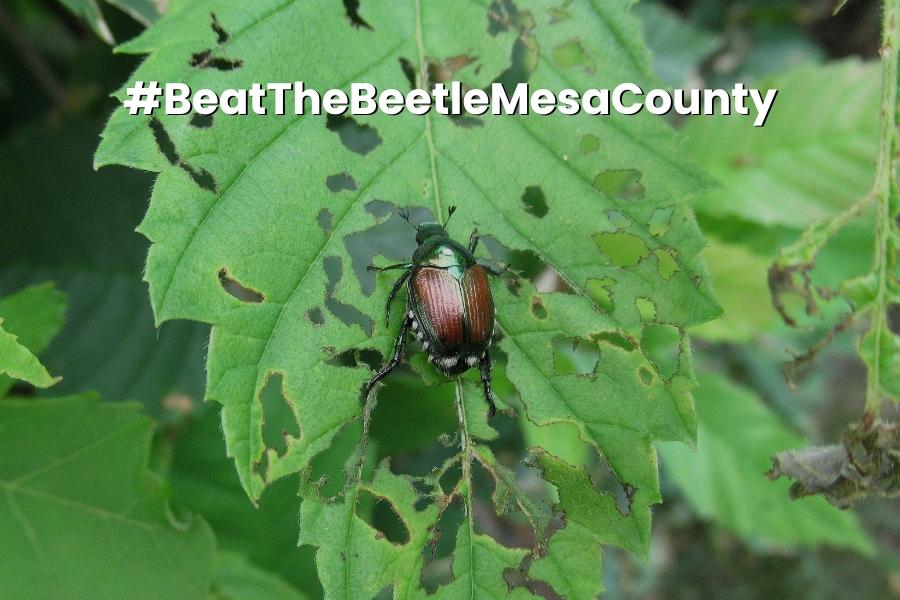 Japanese beetle on damaged leaf with white text reading, "BeatTheBeetleMesaCounty."