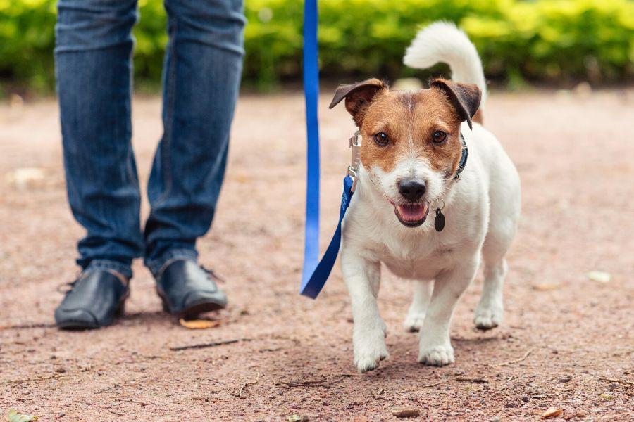Small white and brown dog on blue leash. 