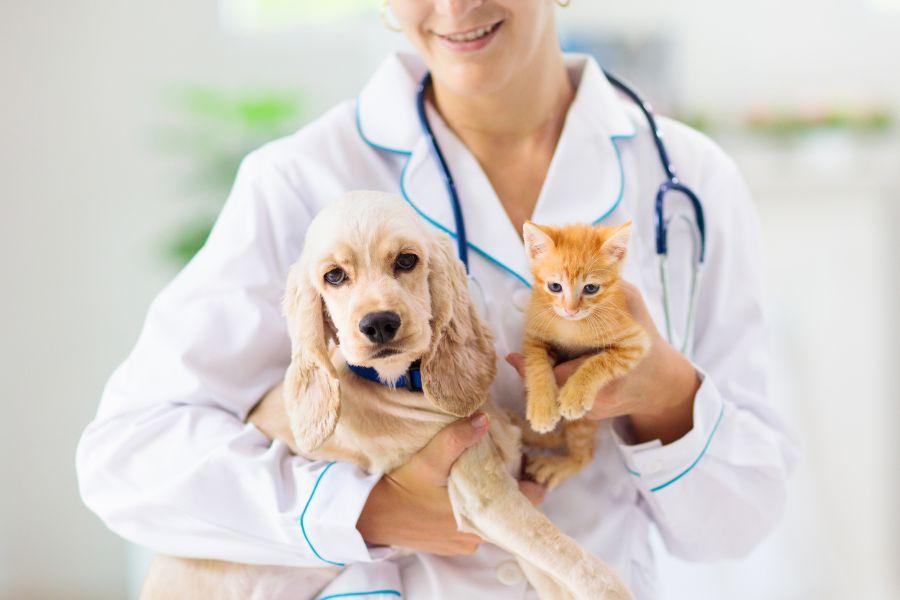 Veterinarian in white coat holds light cream-colored dog and orange cat. 