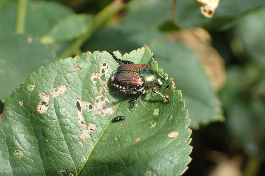 A Japanese Beetle devours a plant