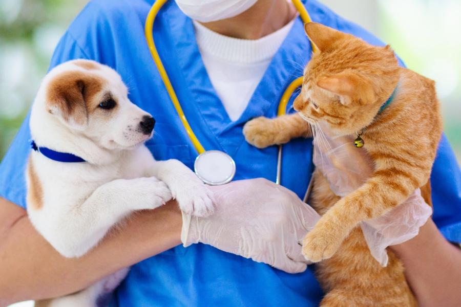 Veterinarian wearing blue shirt holds white and brown dog and orange cat in each hand. 
