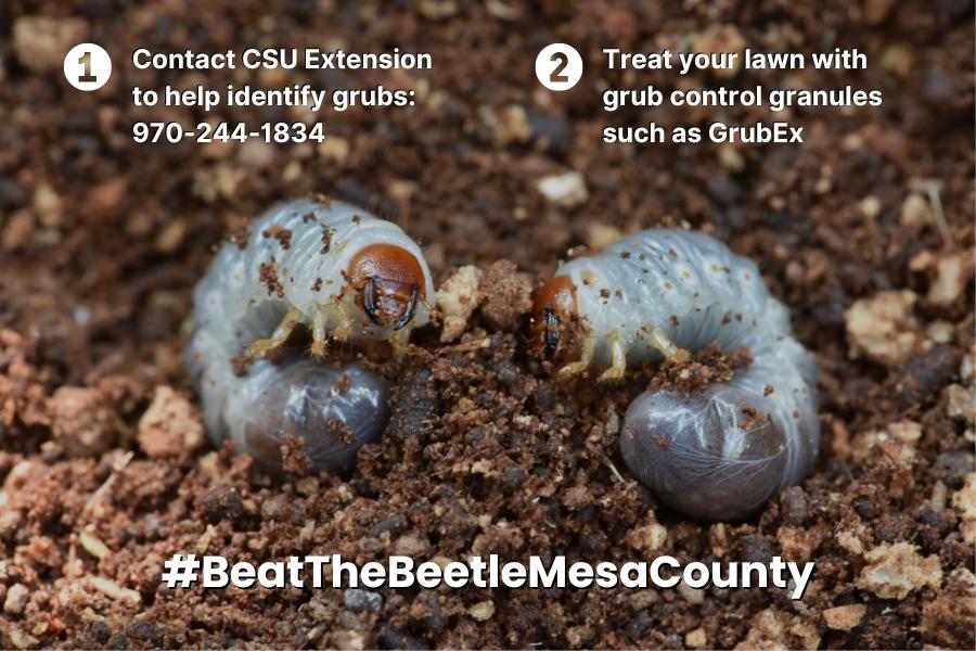 Two small white Japanese Beetle grubs in dirt with white text reading, "1. Contact CSU Extension to help you identify grubs:  970-244-1834  2. Treat your lawn with grub control granules such as GrubEx #BeatTheBeetleMesaCounty."