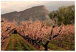 Photograph of Peach orchard in Palisade Colorado with trees in bloom and desert mountains and cliffs that make up the Bookcliffs that stretch almost 200 miles across western Colorado and eastern Utah in the background