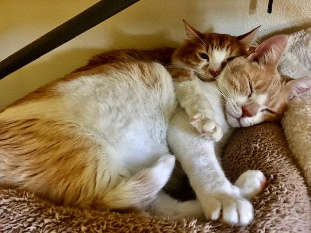 Photograph of two cats snuggled together sleeping