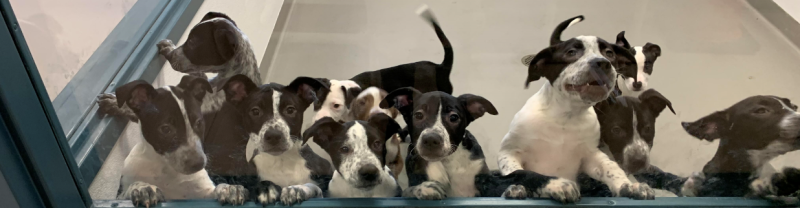 Photograph of a group of puppies with their noses pressed up against the window