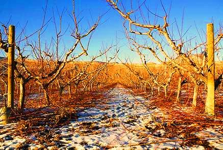 Photograph of an orchard in winter in the Orchard Mesa area