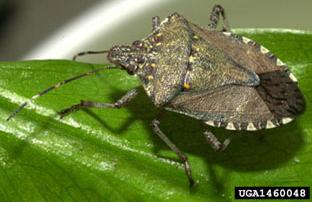 Closeup photograph of Brown Marmorated Stink Bug perched on a leaf