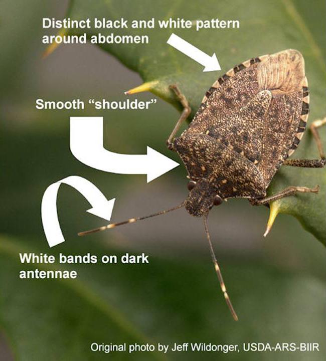 Closeup photograph of Brown Marmorated Stink Bug with description Distinct black and white pattern around abdoment, smooth "shoulder", White bands on dark antennae.  Original photograph by Jeff Wildonger, USDA-ARS-BIIR