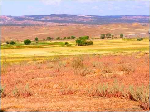 Photograph of a field in Whitewater Colorado with mountain range in the background