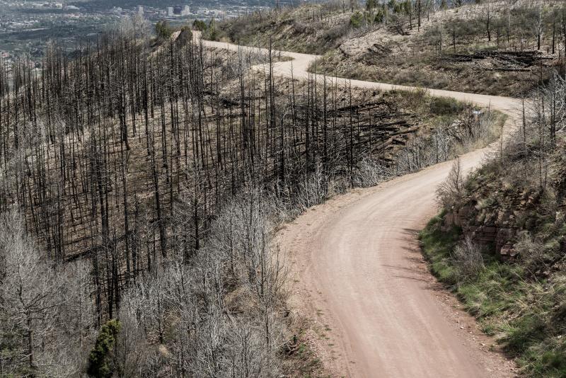 Photograph of Dirt Road running through a burned out section of forest