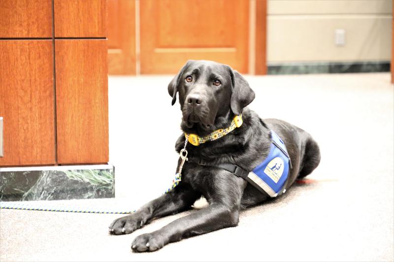 A black Labrador Retriever laying down in a courtroom with a yellow collar and blue vest. 