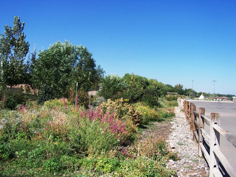 Photograph of Arboretum vegetation and parking area