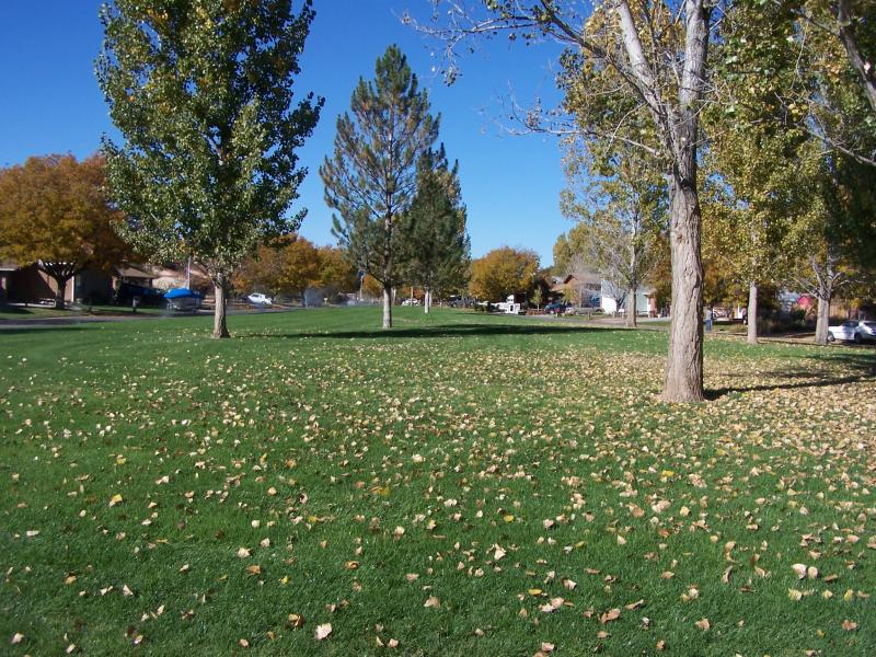 Photograph of green grass and mature trees with leaves beginning to fall
