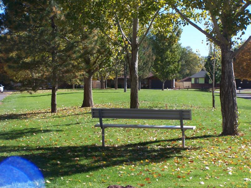 Photograph of a bench that looks out over the grassy park and a row of mature trees