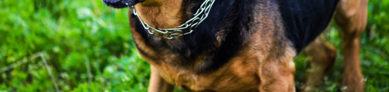 image of black and tan dog neck and body with chain collar
