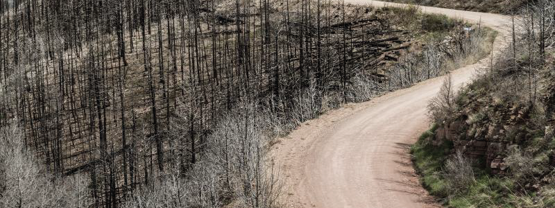 A dirt road curves through a burned section of forest.