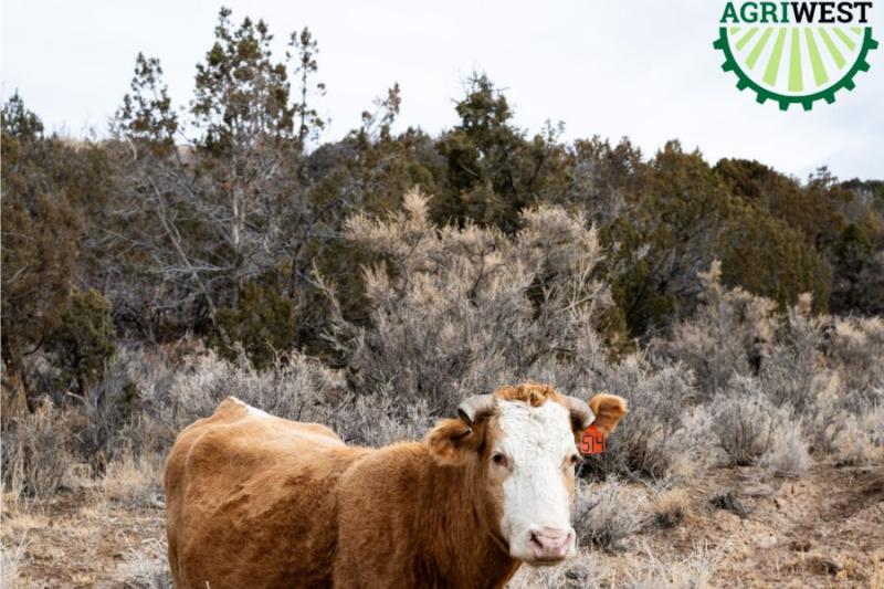 Brown/orange and white cow in open space with green AGRIWEST logo on the top right. 