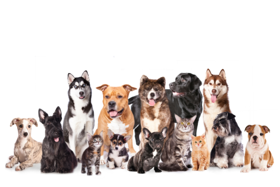 Mixed variety of 14 dogs and cats of different breeds. 