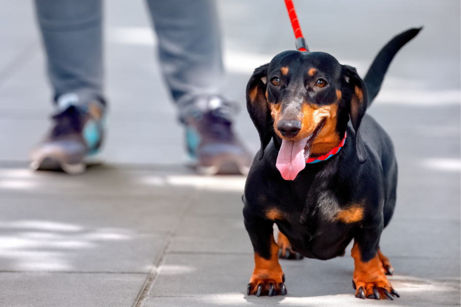 Leashed black and brown wiener dog walking with tongue out.