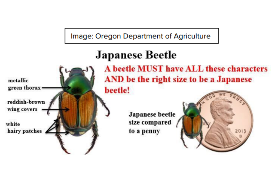 Graphic of Japanese beetle compared in size next to penny with metallic green thorax, reddish-brown wing covers and white hair patches labeled from top to bottom. Graphic reads "A beetle MUST have ALL these characteristics AND be the right size to be a Japanese beetle.