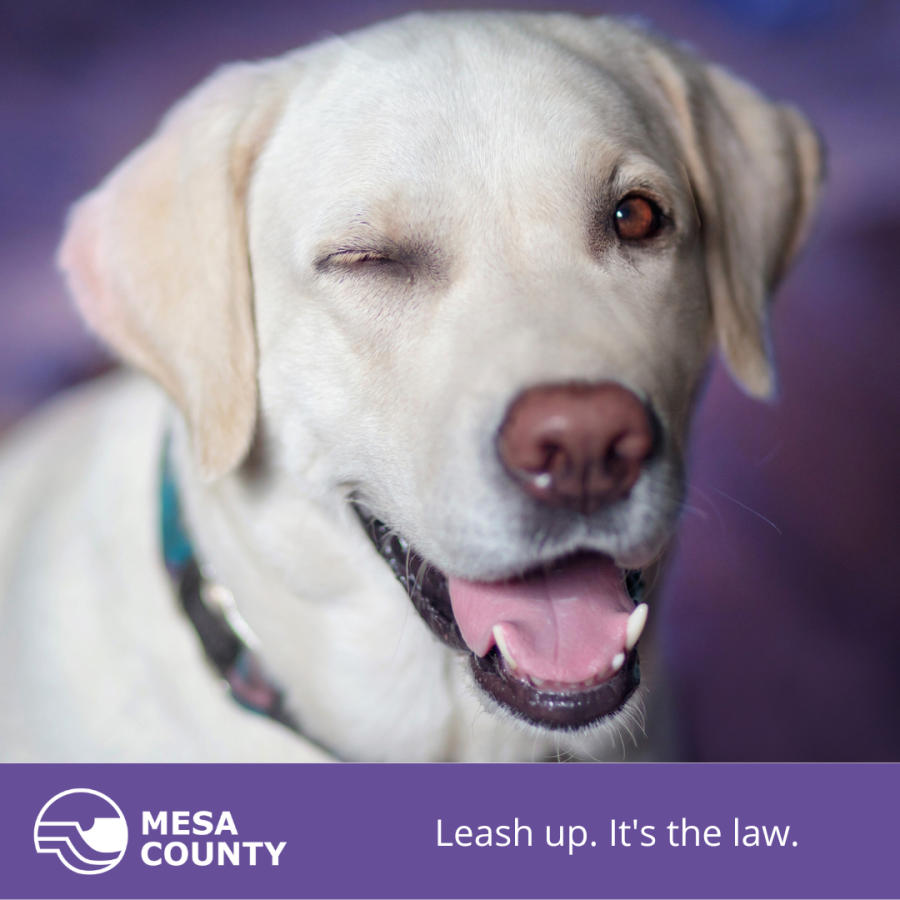 Leash up. It's the law. A yellow lab winks at the camera.