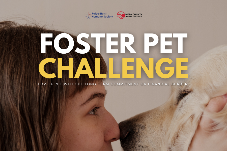 Girl's nose touching cream colored dog's nose with text reading "FOSTER PET CHALLENGE"