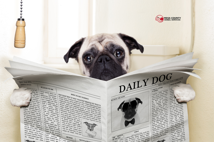 Pug sitting on toilet reading newspaper that reads "Daily Dog".
