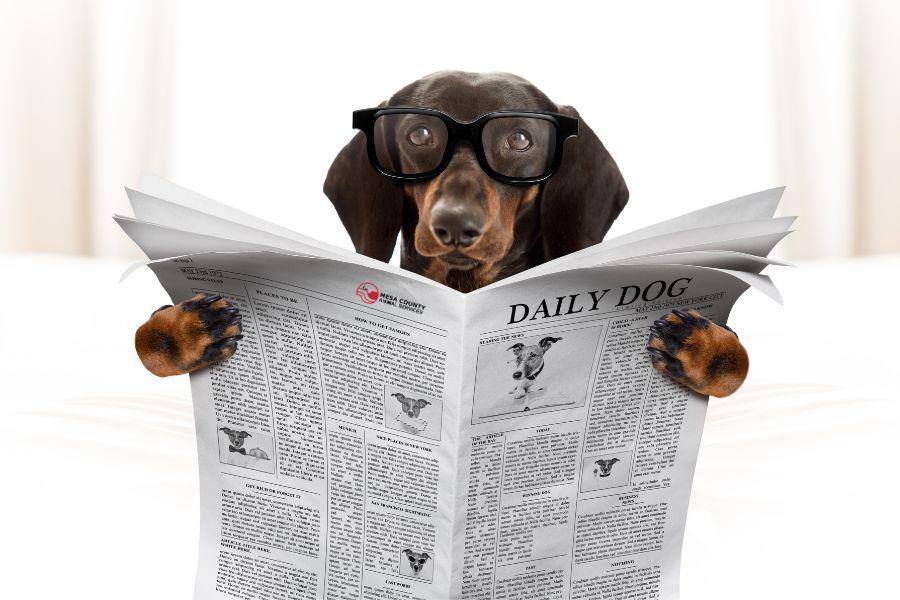 Black dog holding newspaper. 